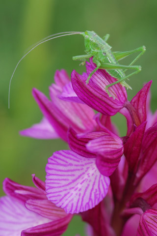 Anacamptis papilionacea ssp. expansa