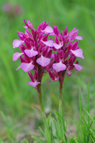 Anacamptis papilionacea ssp. expansa