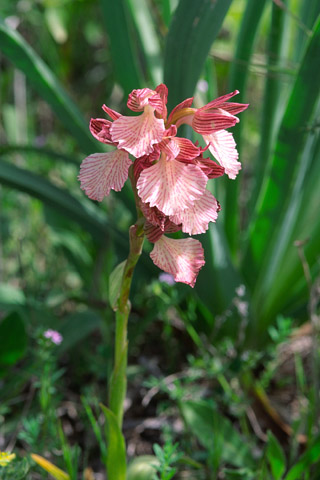 Anacamptis papilionacea ssp. expansa