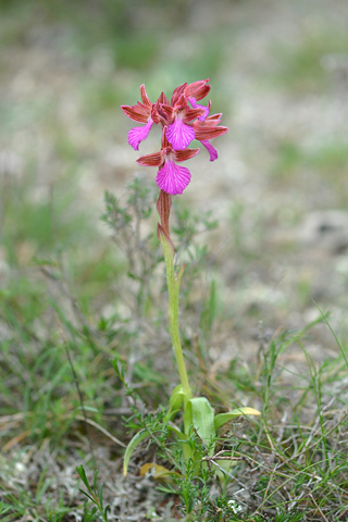 Anacamptis papilionacea ssp. expansa