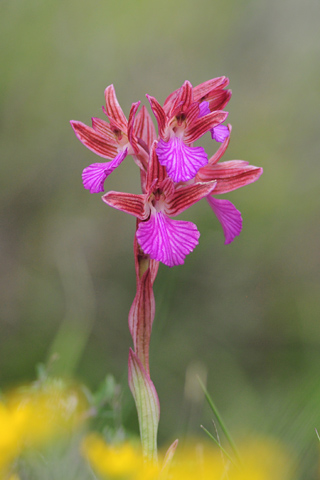  Anacamptis papilionacea ssp. expansa