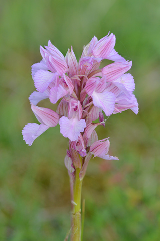 Anacamptis papilionacea ssp. expansa