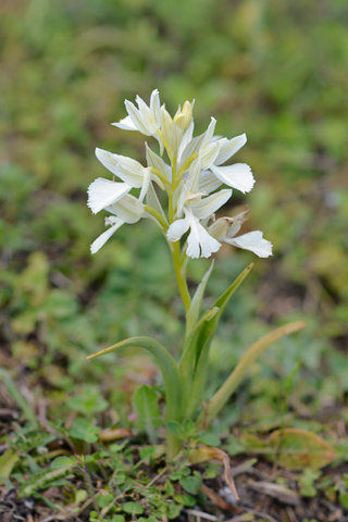 Anacamptis papilionacea ssp. expansa