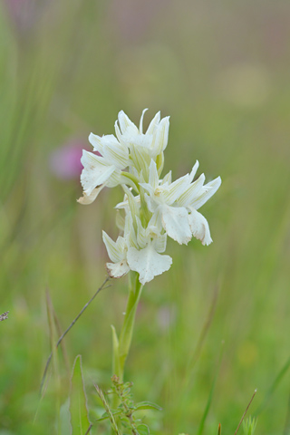 Anacamptis papilionacea ssp. expansa