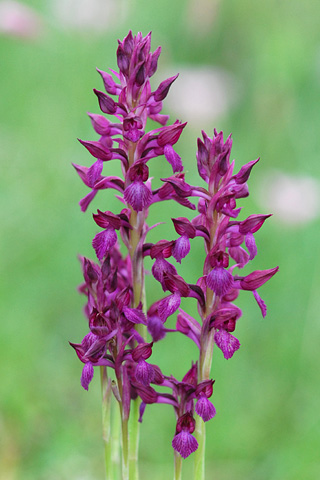 Anacamptis fragrans x papilionacea