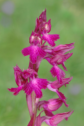 Anacamptis fragrans x papilionacea