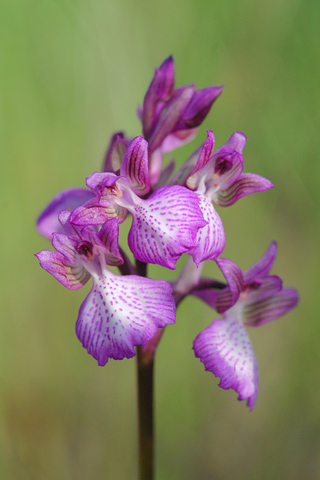 Anacamptis papilionacea x picta