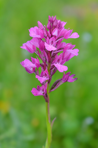 Anacamptis papilionacea x pyramidalis