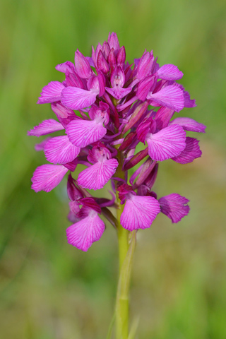 Anacamptis papilionacea x pyramidalis