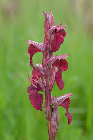 Anacamptis papilionacea x Serapias vomeracea