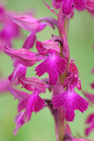  Anacamptis fragrans x papilionacea