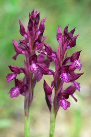  Anacamptis fragrans x papilionacea