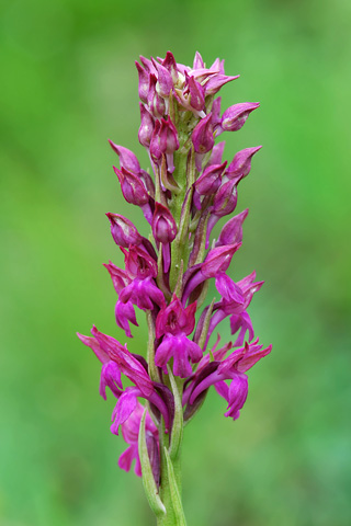  Anacamptis fragrans x pyramidalis