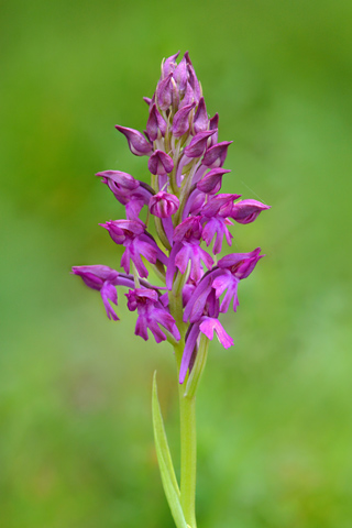  Anacamptis fragrans x pyramidalis