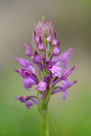  Anacamptis fragrans x pyramidalis