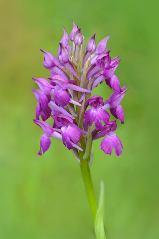  Anacamptis fragrans x pyramidalis