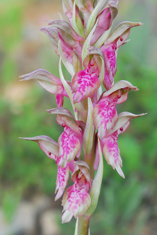  Anacamptis fragrans x sancta