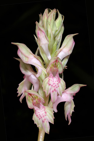  Anacamptis fragrans x sancta