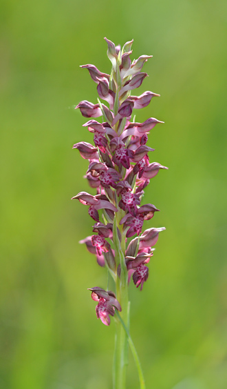 Anacamptis coriophora ssp. fragrans