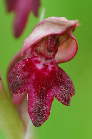 Anacamptis coriophora ssp. fragrans