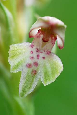 Anacamptis coriophora ssp. fragrans