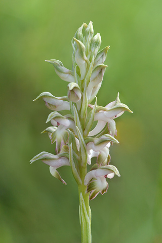  Anacamptis fragrans