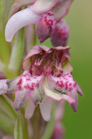  Anacamptis fragrans