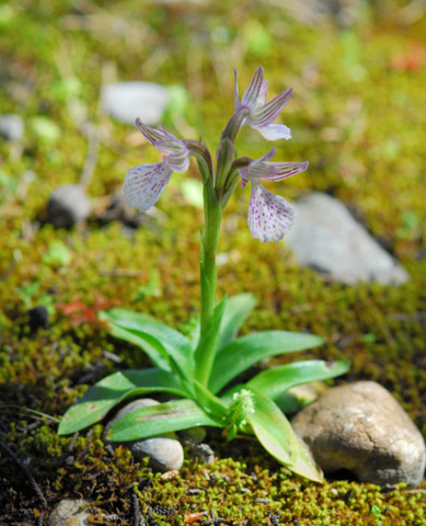  Anacamptis papilionacea ssp. heroica 