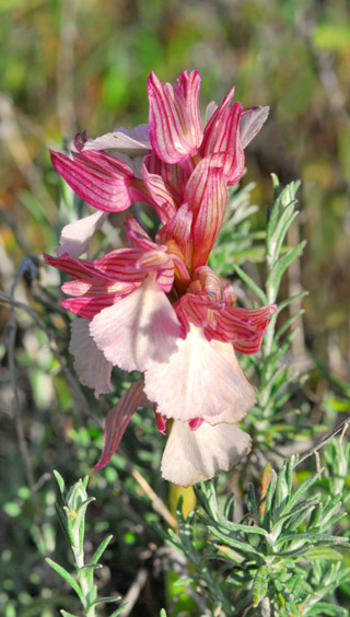 Anacamptis papilionacea ssp. heroica