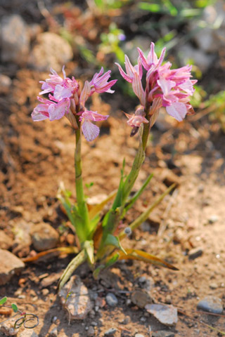 Anacamptis papilionacea ssp. heroica 