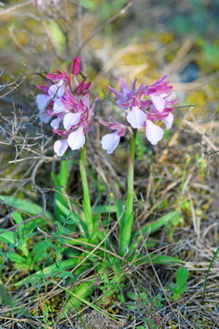 Anacamptis papilionacea ssp. heroica