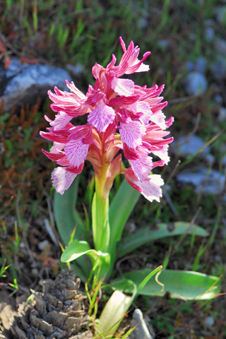 Anacamptis papilionacea ssp. heroica
