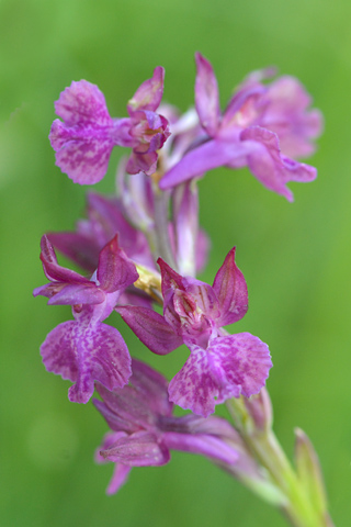  Anacamptis coriophora x laxiflora