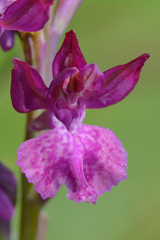  Anacamptis coriophora x laxiflora