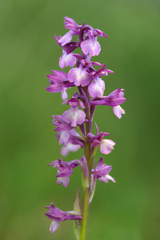  Anacamptis coriophora x laxiflora