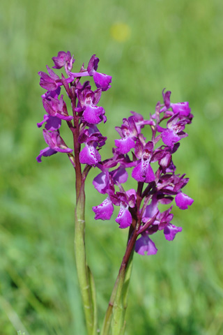 Anacamptis laxiflora x morio