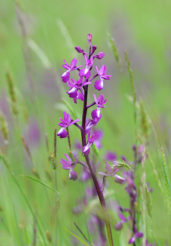 Anacamptis laxiflora