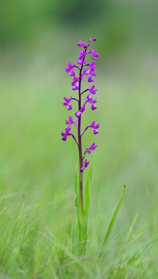 Anacamptis laxiflora