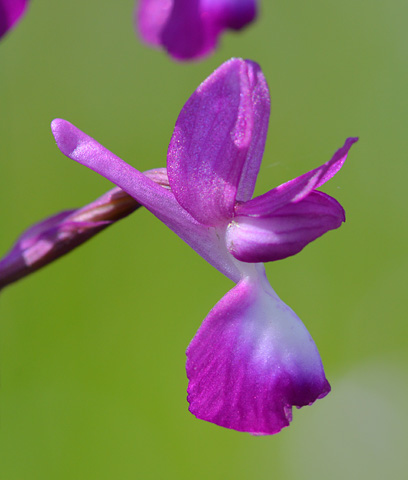 Anacamptis laxiflora