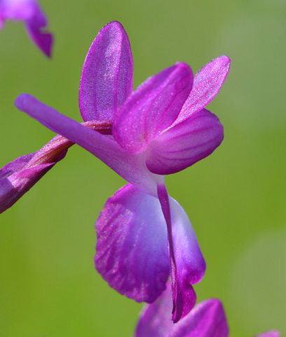 Anacamptis laxiflora