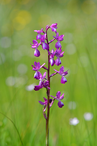 Anacamptis laxiflora