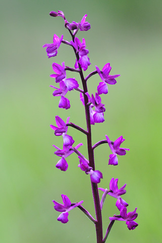 Anacamptis laxiflora