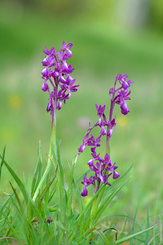 Anacamptis laxiflora
