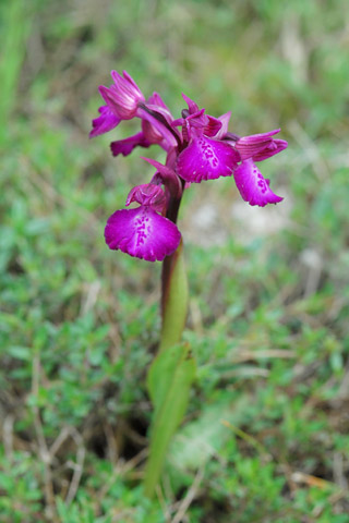 Anacamptis longicornu x papilionacea