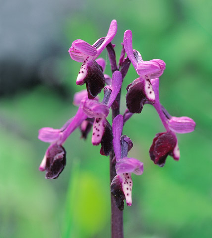 Anacamptis longicornu