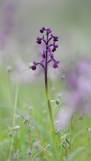 Anacamptis longicornu