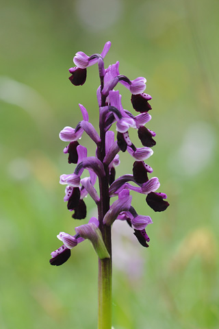 Anacamptis longicornu