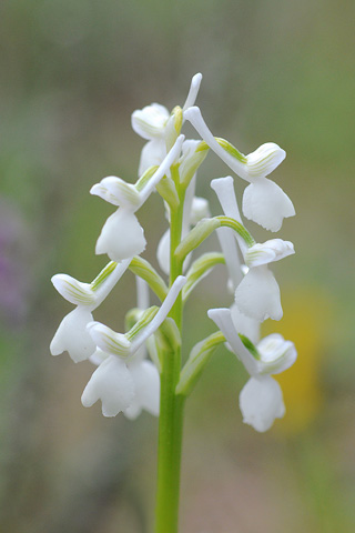 Anacamptis longicornu