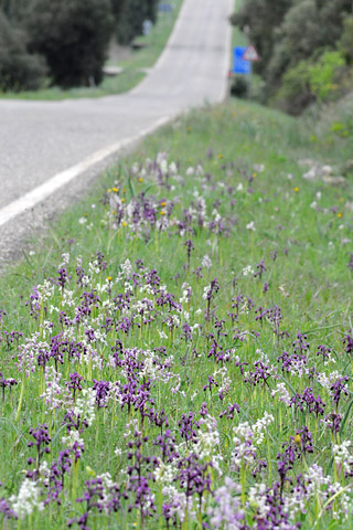 Anacamptis longicornu