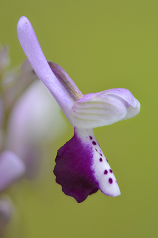 Anacamptis longicornu